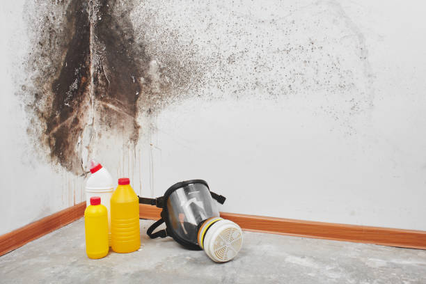 Best Mold Testing and Inspection Services in New Haven, MI
