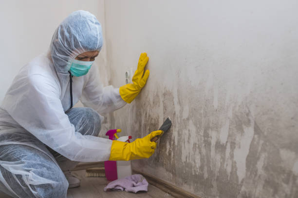 Best Insurance-Related Mold Remediation in New Haven, MI