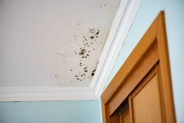Best Commercial Mold Remediation in New Haven, MI