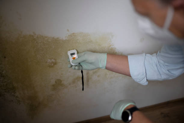 Best Basement Mold Remediation in New Haven, MI