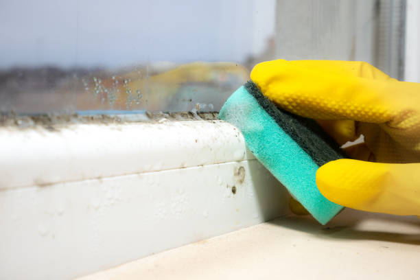 Trusted New Haven, MI Mold Remediation Experts