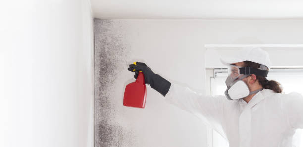 Best Post-Flood Mold Remediation in New Haven, MI