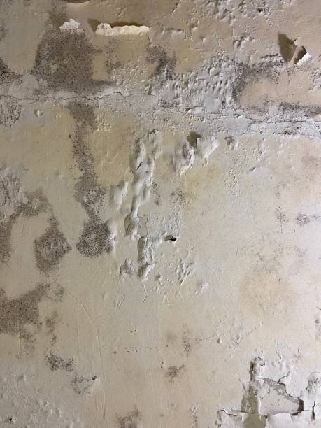 Best Health and Safety Mold Remediation in New Haven, MI