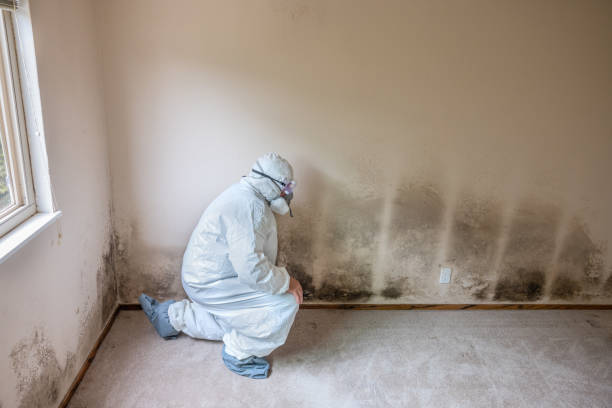 Best DIY Mold Remediation Support Services in New Haven, MI