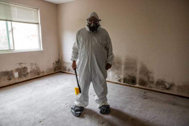 Best Black Mold Remediation in New Haven, MI