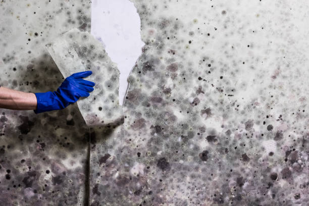 Best Mold Remediation for Specific Building Types in New Haven, MI